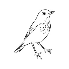 Australian blackbird, vector sketch Blackbird illustration
