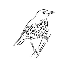 Australian blackbird, vector sketch Blackbird illustration