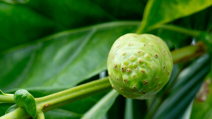 ์Noni fruit characterized by its knobbly. pale green to yellowish surface. Nestled among green leaves and a thin branch highlighting its natural, organic texture and growth in a lush environment.