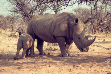 Obraz premium White rhinoceros or square-lipped rhinoceros with her newborn baby in Etosha National Park, Namibia.
