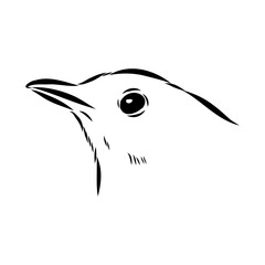 Australian blackbird, vector sketch Blackbird illustration