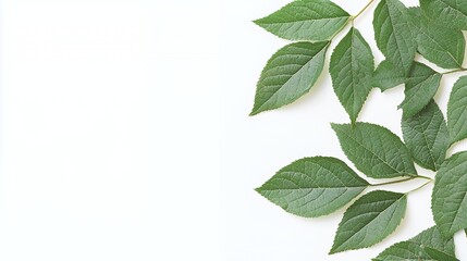 Fototapeta premium Green Leaves on White Background