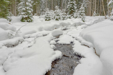snow covered trees and running stream