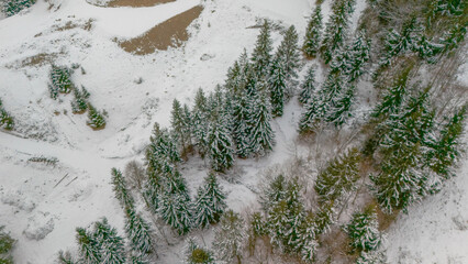 pine trees