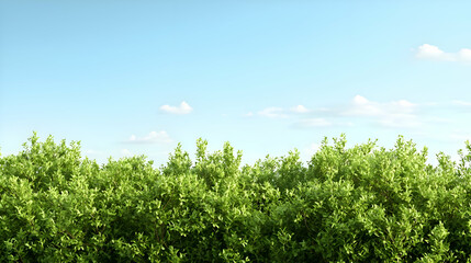 Fototapeta premium Lush Green Treetop Landscape Under a Blue Sky