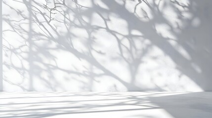 white wall with tree branch shadows