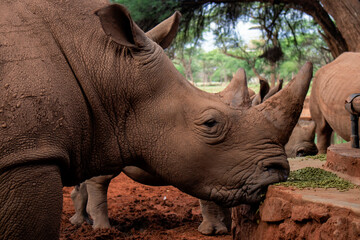 Wild african animals. Portrait of a  white Rhino grazing in a National park