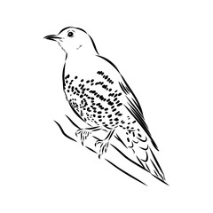 Australian blackbird, vector sketch Blackbird illustration