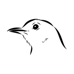 Naklejka premium Australian blackbird, vector sketch Blackbird illustration