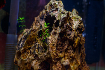 Nano aquarium with red betta fish