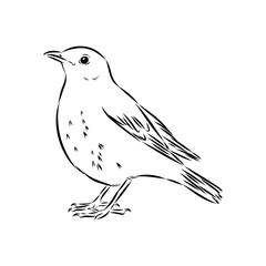Australian blackbird, vector sketch Blackbird illustration
