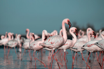 Wild african birds. Group birds of pink african flamingos  walking around the blue lagoon on a sunny day