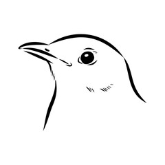 Australian blackbird, vector sketch Blackbird illustration