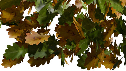 Oak leaves fall on transparent background
