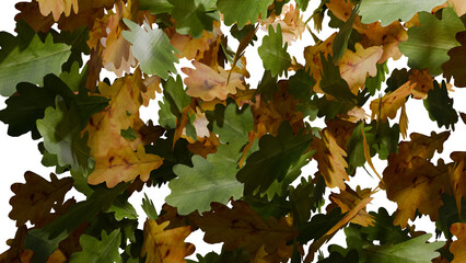 Oak leaves fall on transparent background