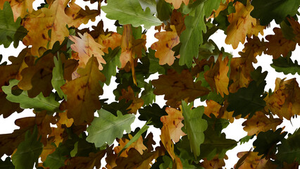 Oak leaves fall on transparent background