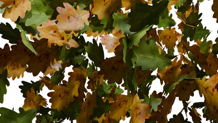 Oak leaves fall on transparent background