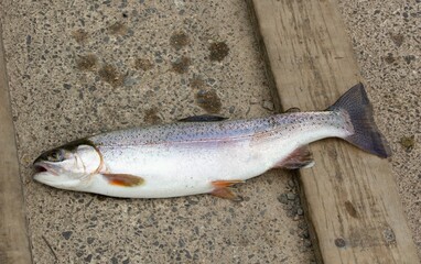 Trout on stone with wooden plank