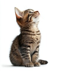 Obraz premium A tiny, charming brown fluffy cat gazing upwards on an isolated white background