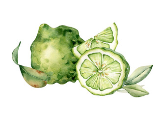 Fresh summer citrus watercolor composition isolated. Whole and sliced bergamot and leaf hand drawn sketch. Tropical lime kaffir in botanical style painted. Green citrus for design packaging, label.