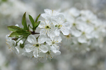 Fototapeta premium White cherry blossoms in full bloom on a tree branch, close-up macro shot with soft focus background.