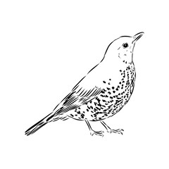 Australian blackbird, vector sketch Blackbird illustration