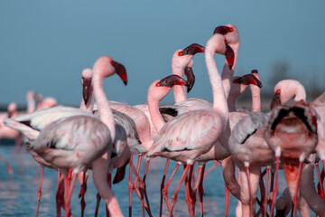 Wild african birds. Group birds of pink african flamingos  walking around the blue lagoon on a sunny day