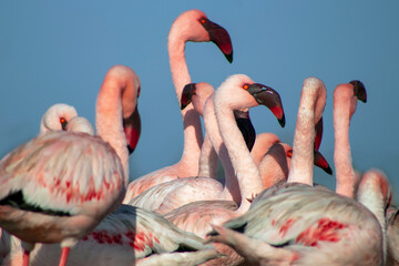 African wild birds. A flock of great flamingos on the blue lagoon against the bright sky