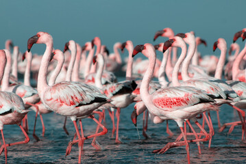 Wild african birds. Group birds of pink african flamingos  walking around the blue lagoon on a sunny day