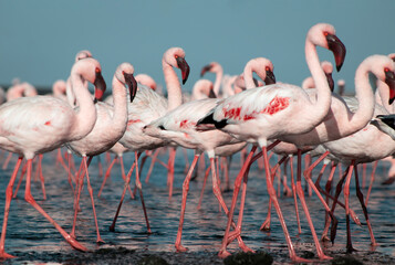 Wild african birds. Group birds of pink african flamingos  walking around the blue lagoon on a...
