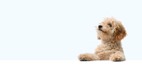 Cute Poodle and blank copy space