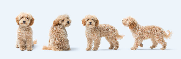 Collection of Poodle portraits in different positions