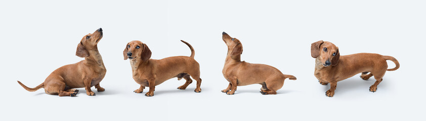 Set of Dachshund dog portraits isolated