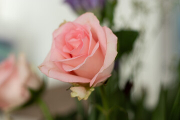 Close up of a pink rose in a vase at home