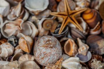 Exploring a vibrant collection of diverse seashells and starfish on a sandy beach at sunset