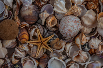Colorful seashells and a starfish scattered on sandy beach surface at sunset near calm ocean waves