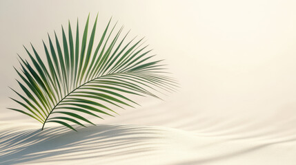 Obraz premium A tranquil beachside composition featuring a single large green palm leaf casting a delicate shadow on smooth sand
