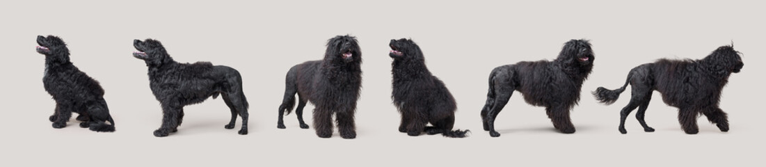 Collection of dog portraits, Portuguese Water Dog