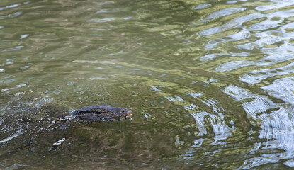 a monitor lizard that swims in the water and searches for prey