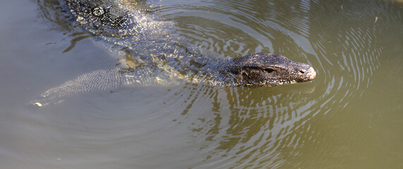 a monitor lizard that swims in the water and searches for prey