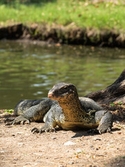 a monitor lizard lying at the water's edge and basking in the sun