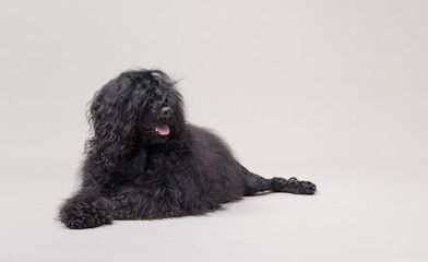 Relaxed large dog lying down