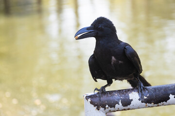 A crow holding a grain in its beak