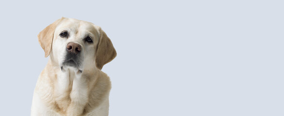 Portrait of a blond labrador retriever dog