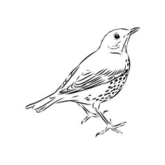 Australian blackbird, vector sketch Blackbird illustration