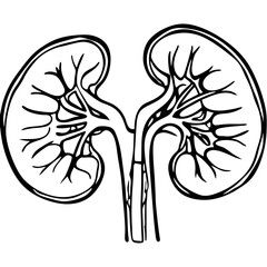 kidney