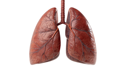 human lung anatomy isolated on white