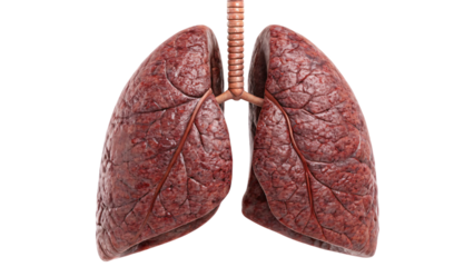 human lung anatomy isolated on white