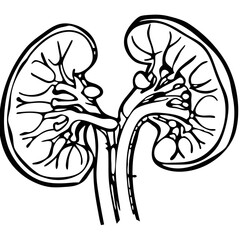 kidney
