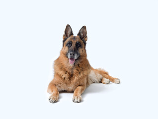 Senior female German Sheperd lying down